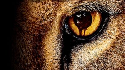 Zoo 1.Sezon 3.Bölüm izle